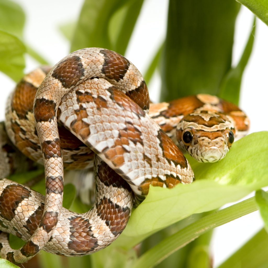 Corn Snake