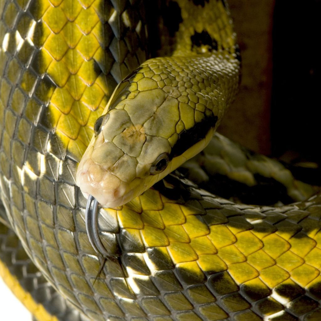 Rat snake